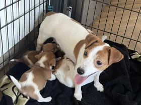 Jack Russell