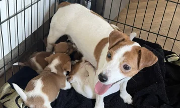 Jack Russell