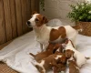 Jack Russell