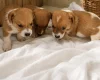 Jack Russell
