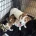 Jack Russell