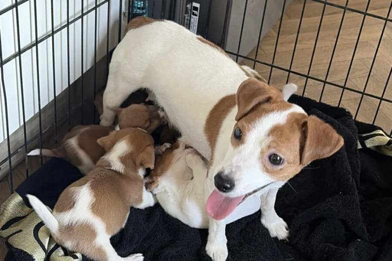 Jack Russell