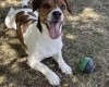 Jack Russell