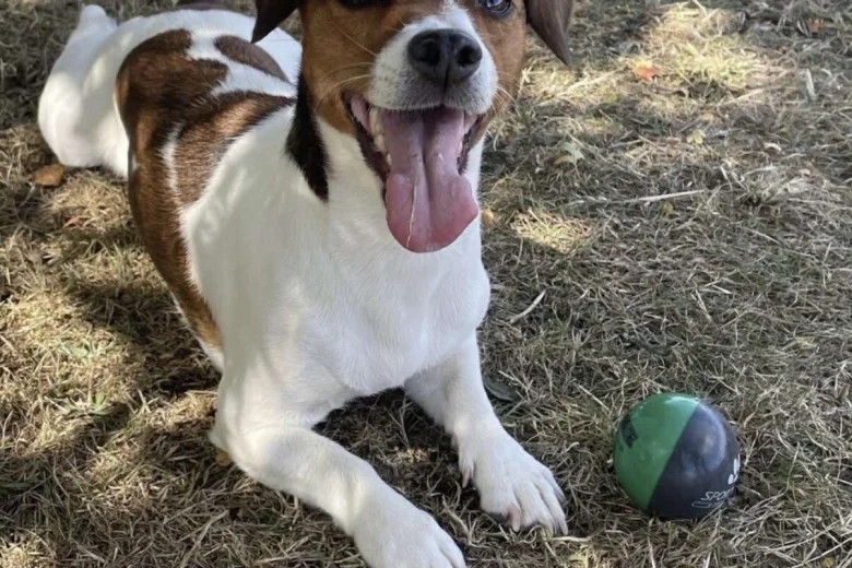 Jack Russell