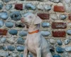 Doberman