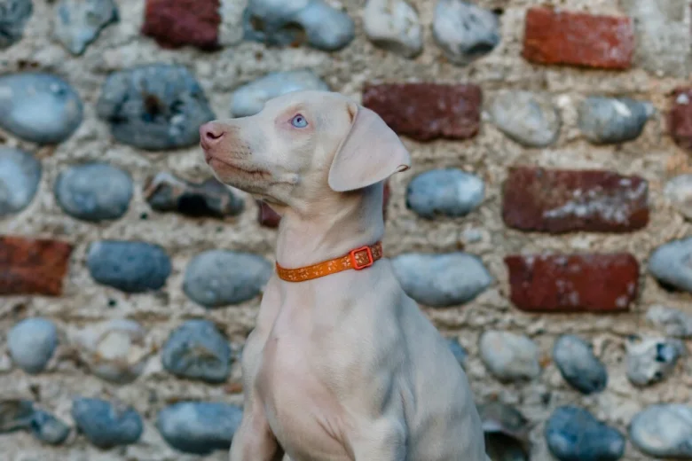 Doberman