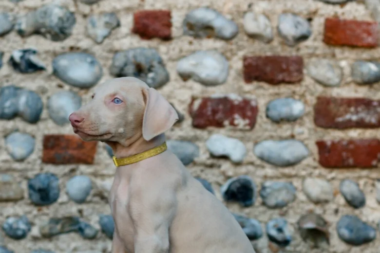 Doberman