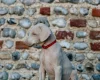 Doberman