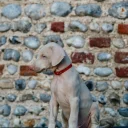 Doberman