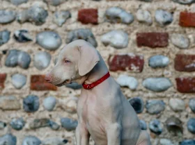 Doberman