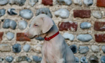 Doberman