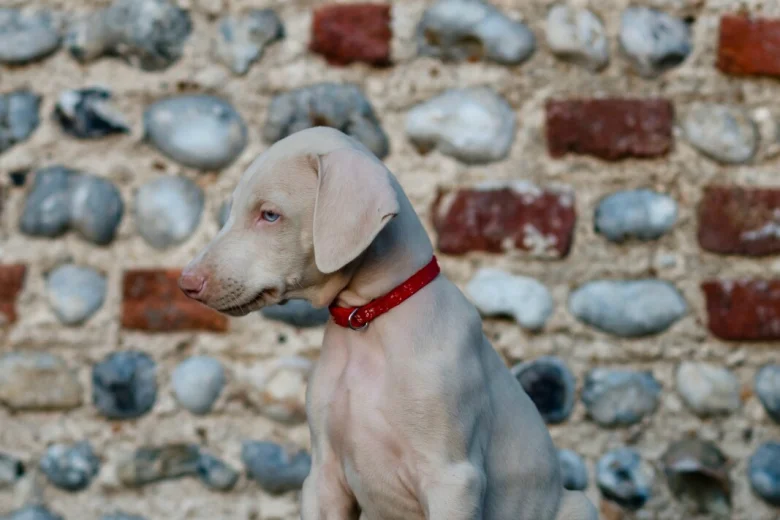 Doberman