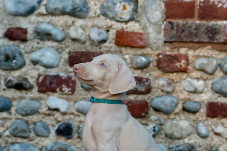 Doberman