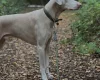 Doberman
