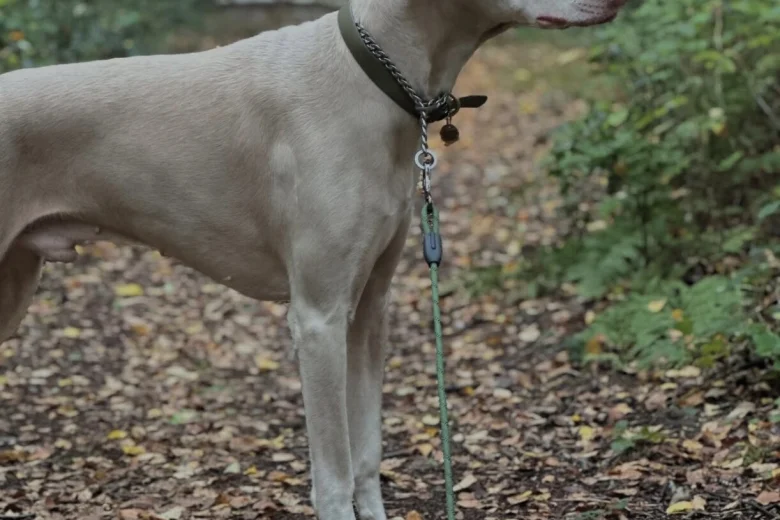 Doberman