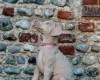 Doberman