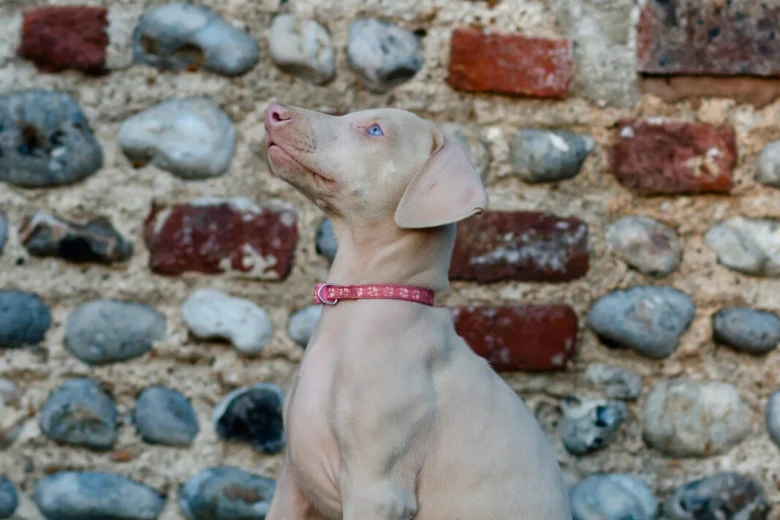 Doberman
