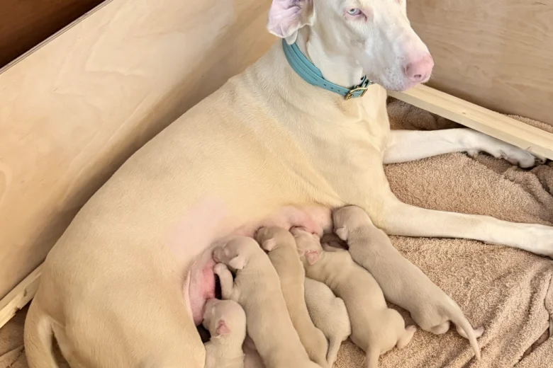 Doberman