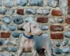 Doberman