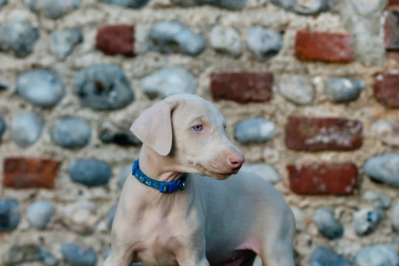 Doberman