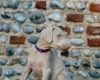Doberman