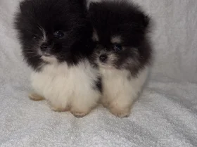 Pomeranian