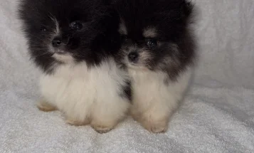 Pomeranian
