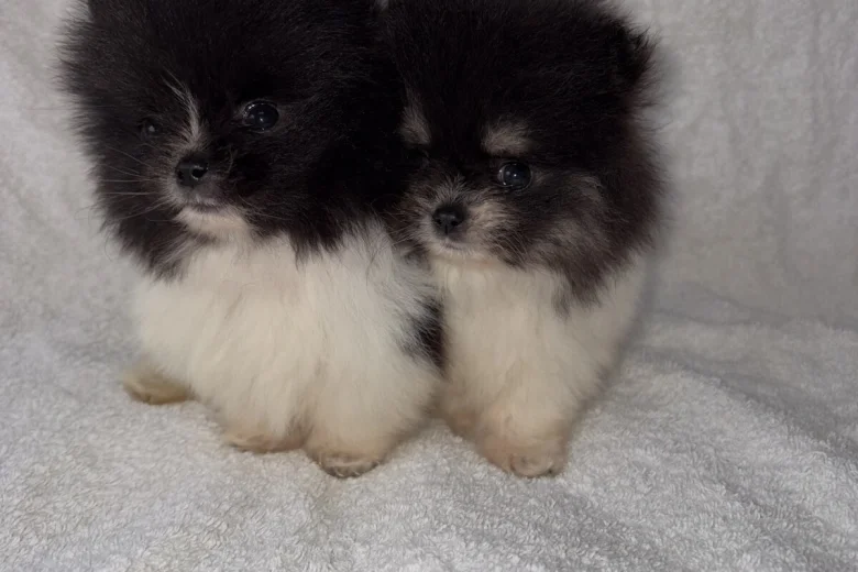 Pomeranian