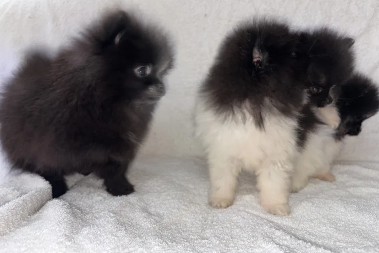 Pomeranian
