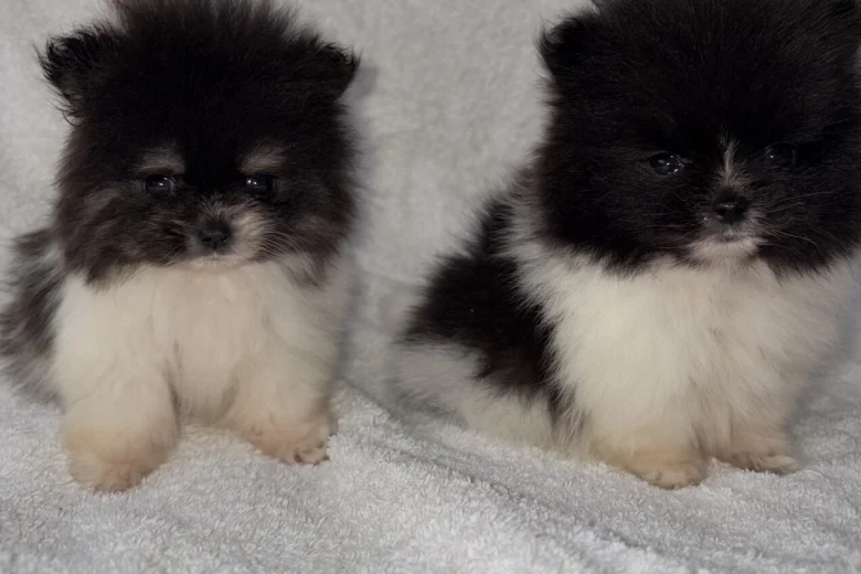 Pomeranian