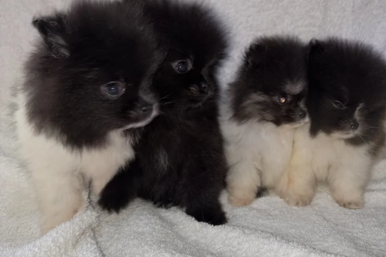 Pomeranian