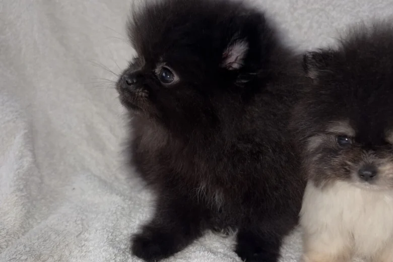 Pomeranian