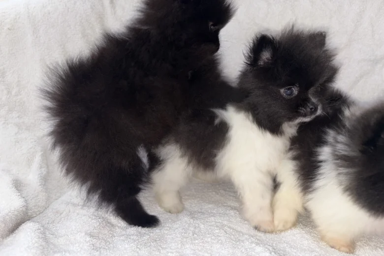 Pomeranian