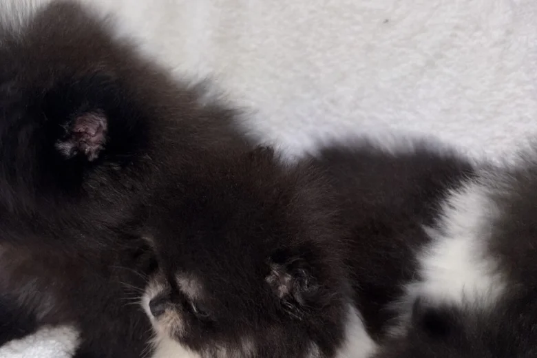 Pomeranian