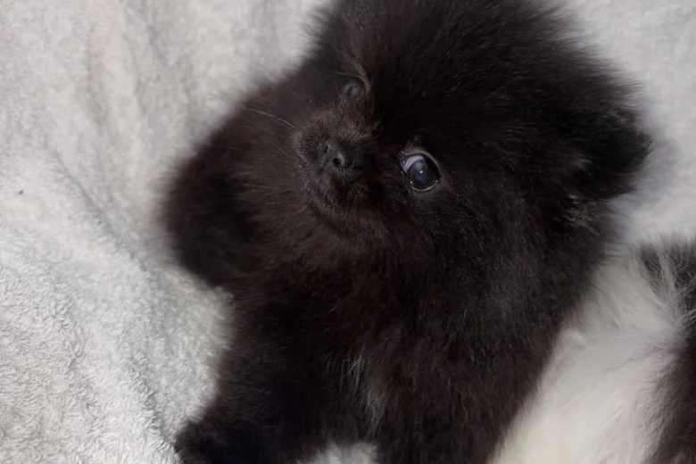Pomeranian