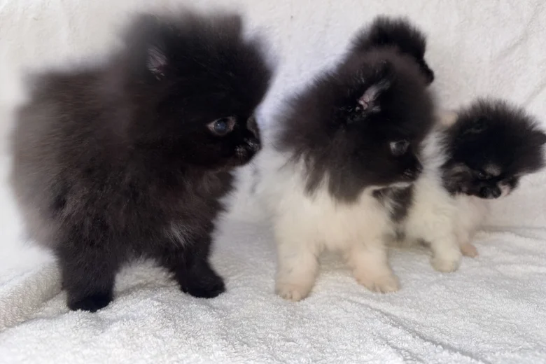Pomeranian
