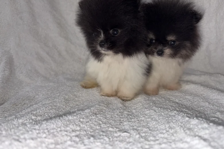 Pomeranian