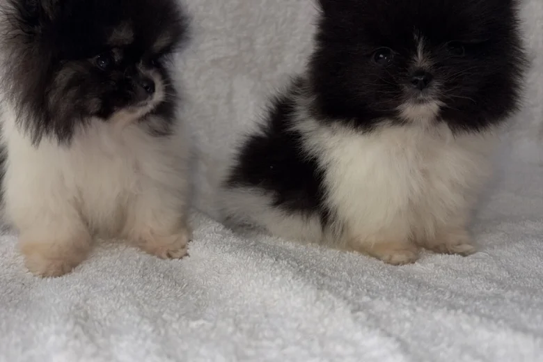 Pomeranian