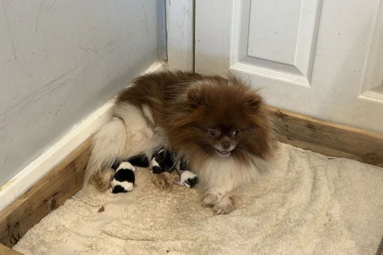 Pomeranian