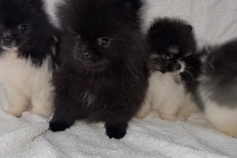 Pomeranian