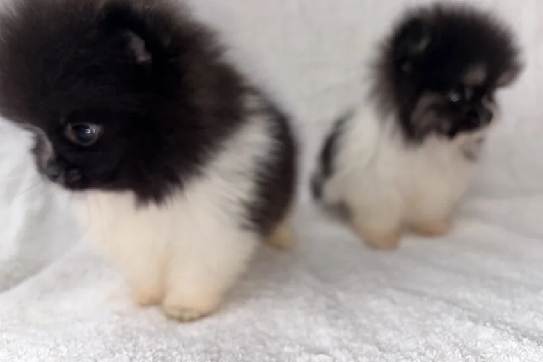 Pomeranian