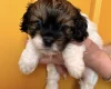 Cavapoo