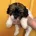 Cavapoo