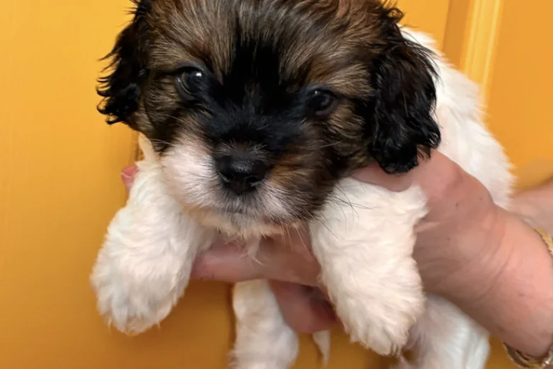 Cavapoo
