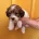 Cavapoo