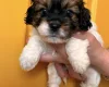 Cavapoo