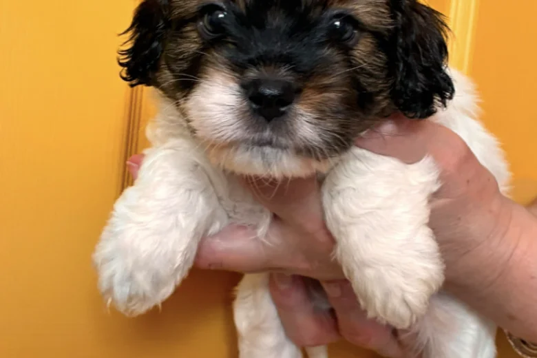 Cavapoo