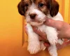 Cavapoo