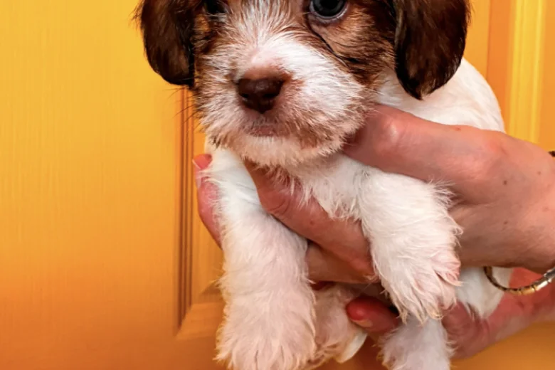Cavapoo