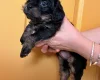 Cavapoo